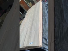 درخت بلوط ریو