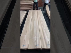 درخت بلوط ریو